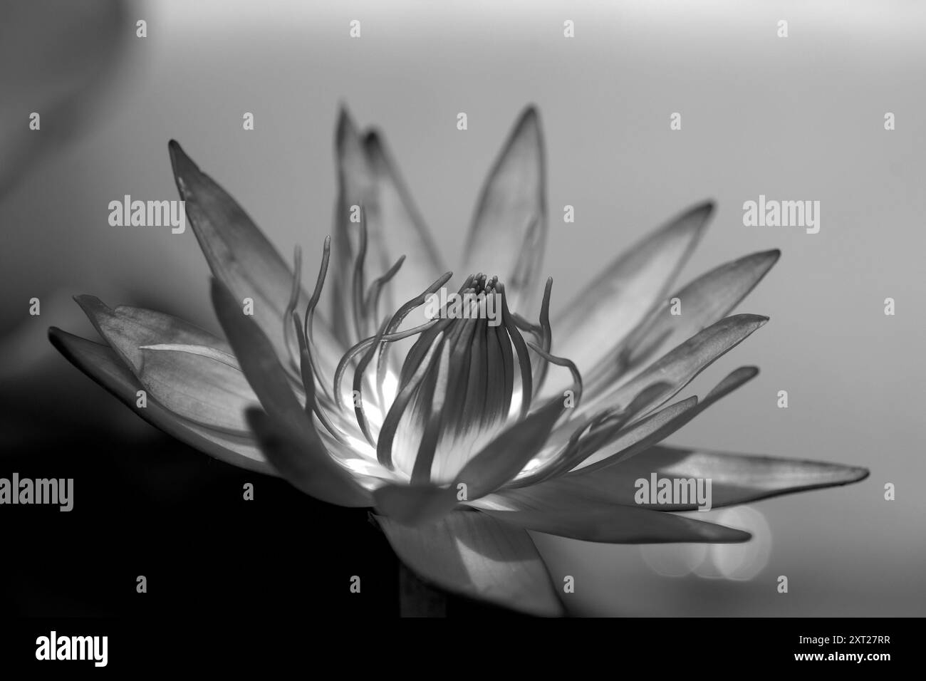 Nénuphar coloré ou lotus dans un étang dans le jardin en terrasse, Pune, Maharashtra, Inde Banque D'Images