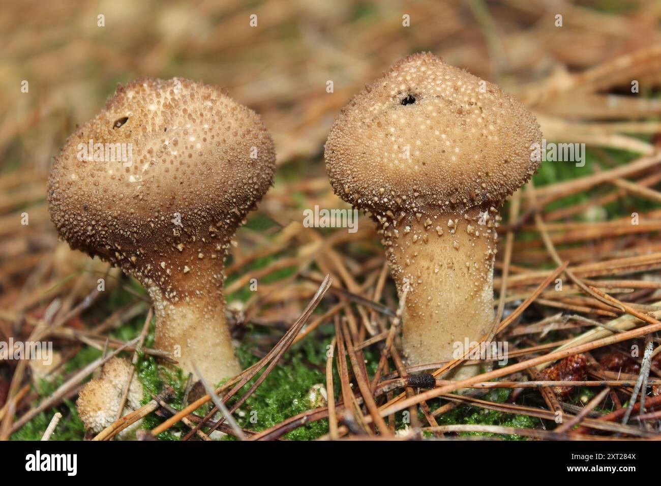 Lycoperdon perlatum Vesse-de-commune Banque D'Images