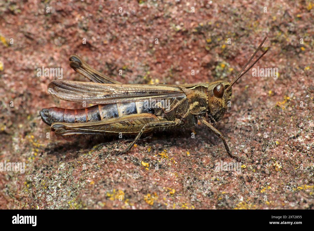 Domaine sauterelle Chorthippus brunneus Banque D'Images