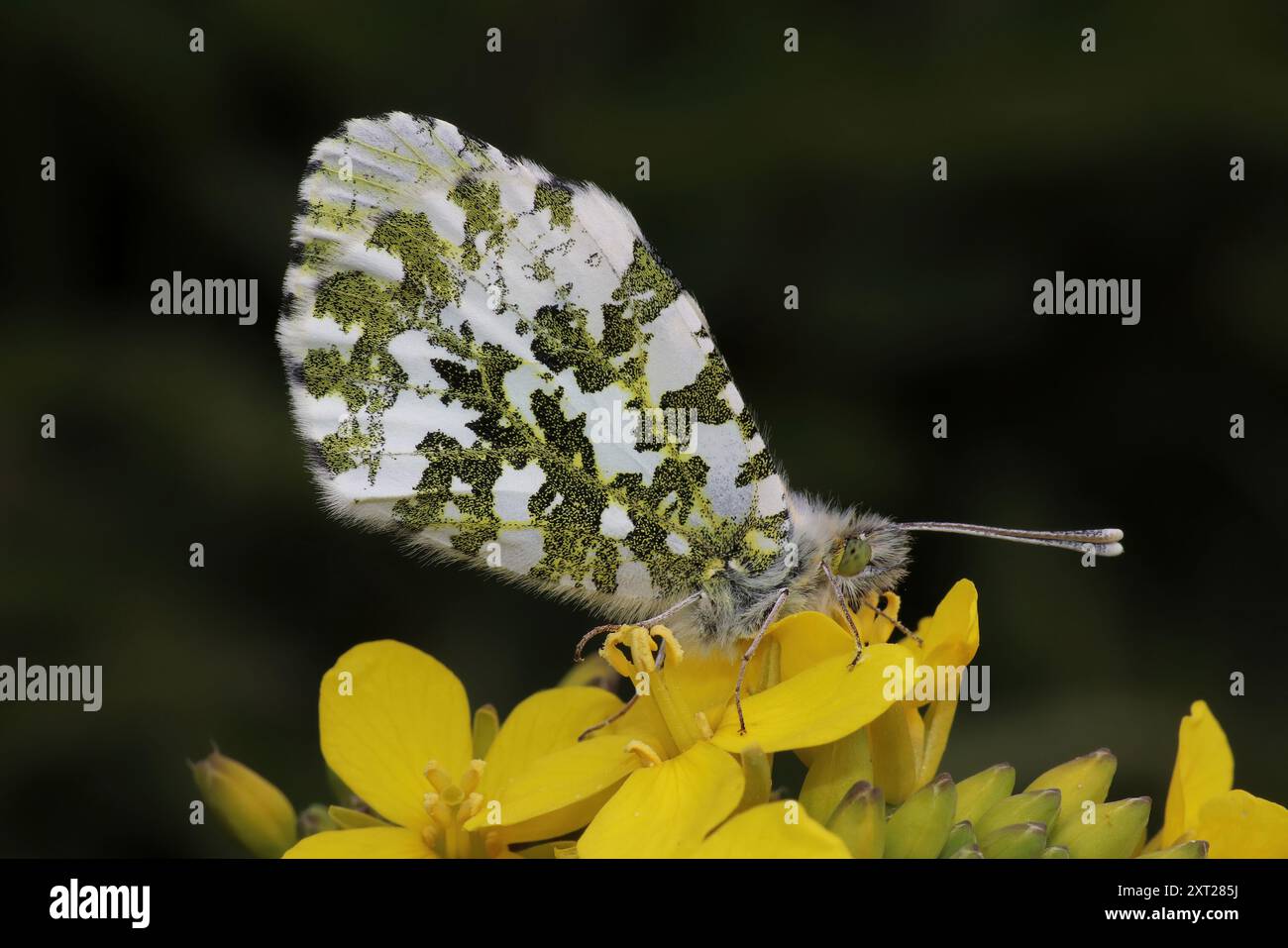 Astuce Anthocharis cardamines Orange Banque D'Images