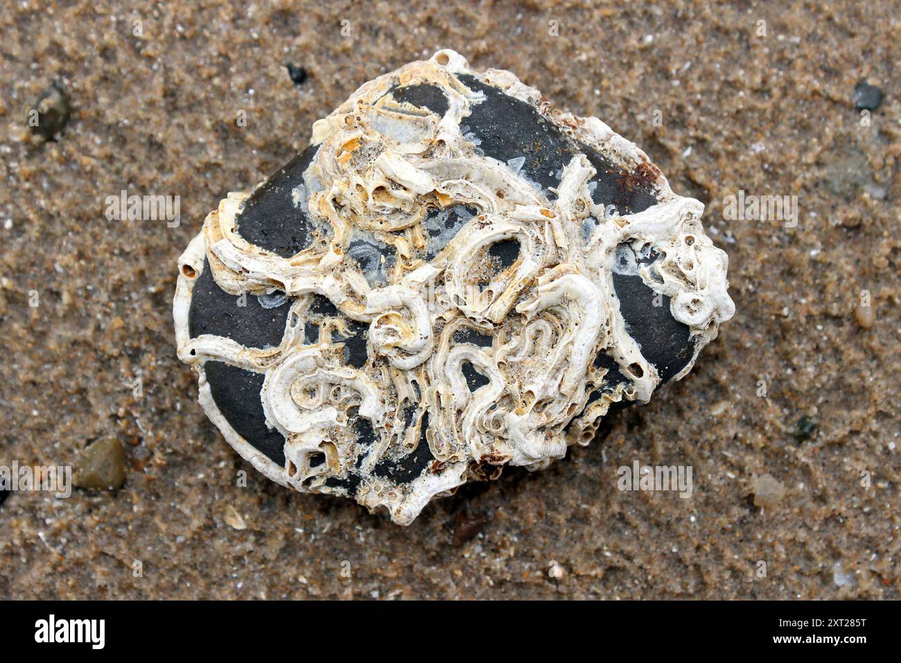 Tubes calcaires du ver de quille - Spirobranchus triqueter incrustant une roche Banque D'Images