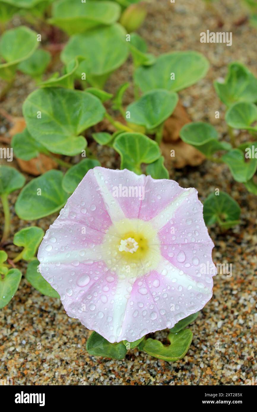 Limonerie de mer - Calystegia soldanella (syn. Convolvulus soldanella) Banque D'Images