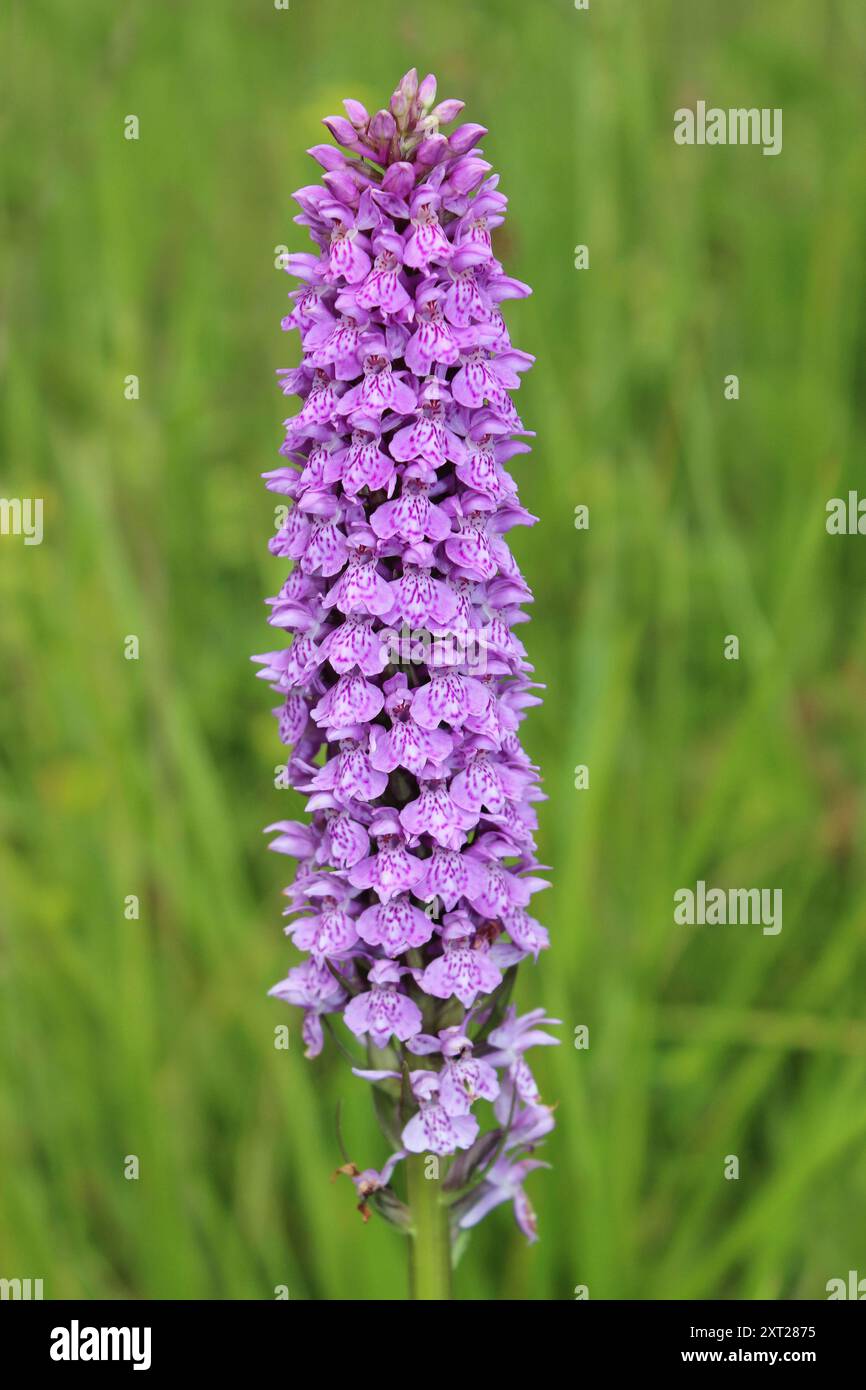 Dactylorhiza fuchsii - Common Spotted Orchid Banque D'Images