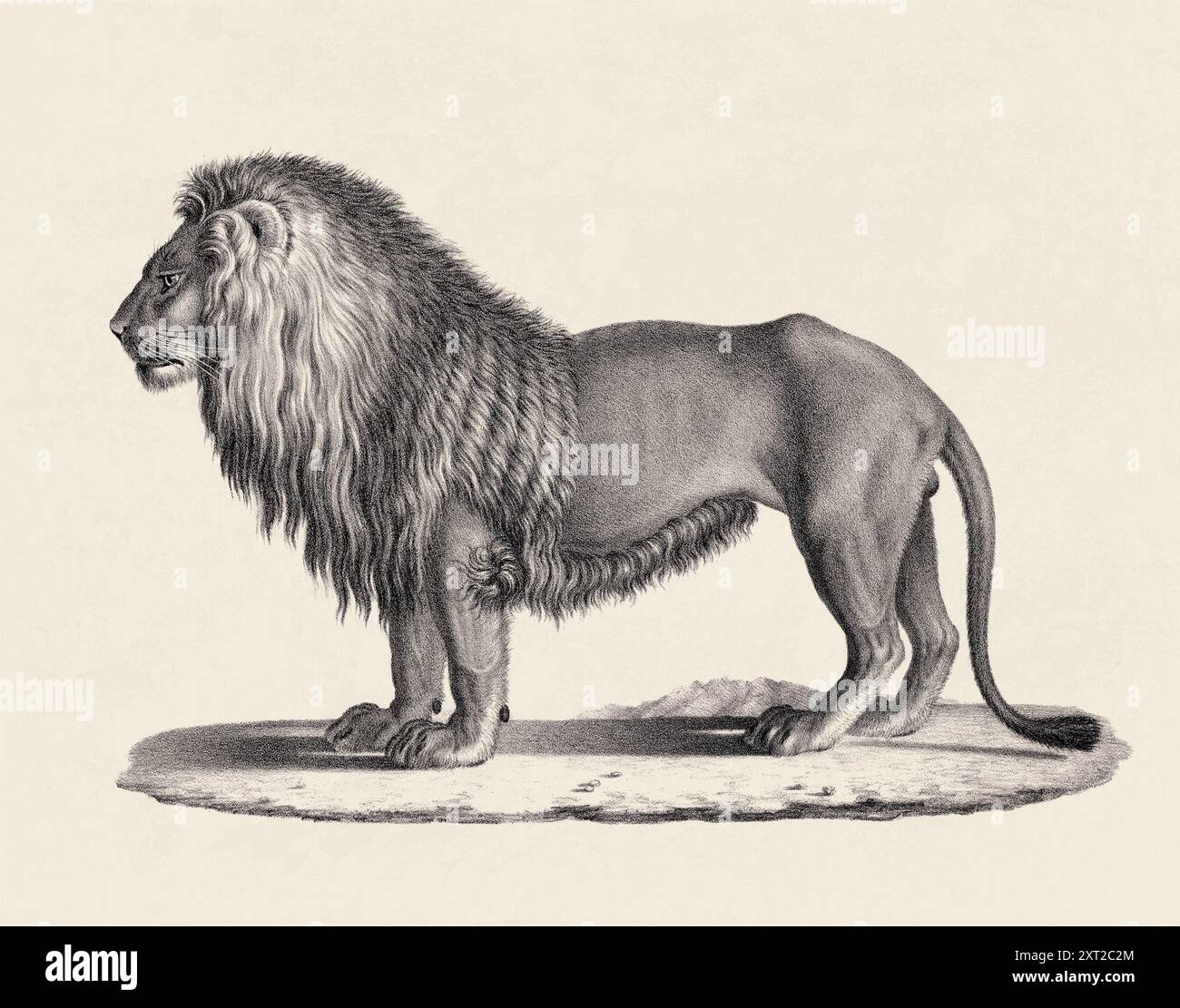 Illustration de lion. Croquis au crayon d'un lion isolé sur un fond beige vieilli. Banque D'Images