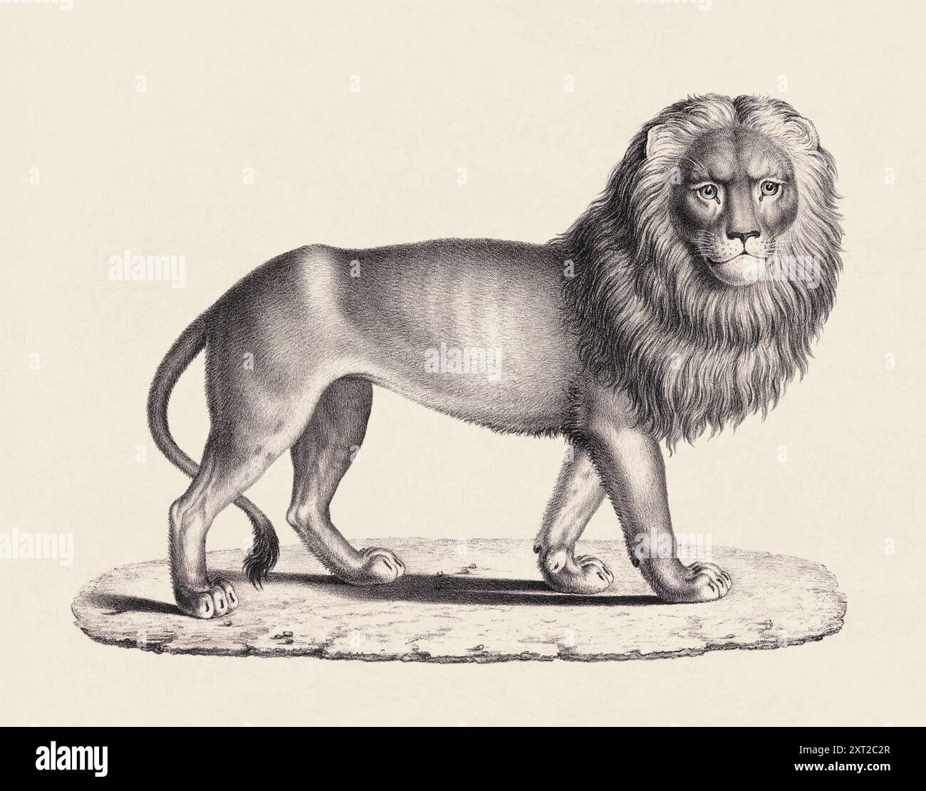 Illustration de lion. Croquis au crayon d'un lion isolé sur un fond beige vieilli. Banque D'Images