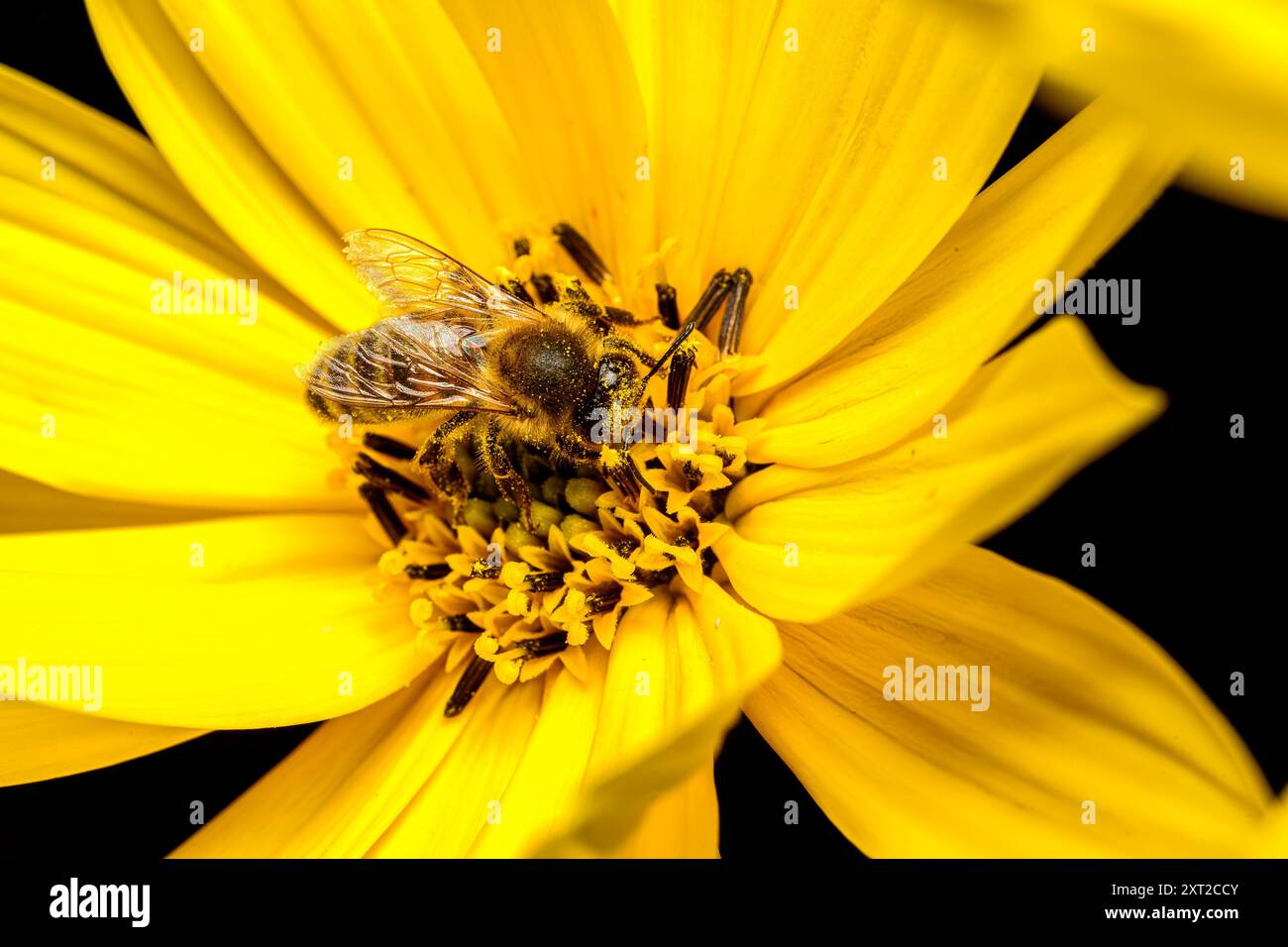 Honey Bee sur Helianthus Banque D'Images