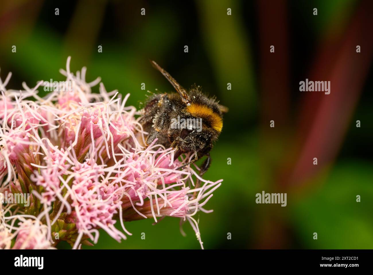 Honey Bee collectant le pollen d'une agrimonie de chanvre Banque D'Images