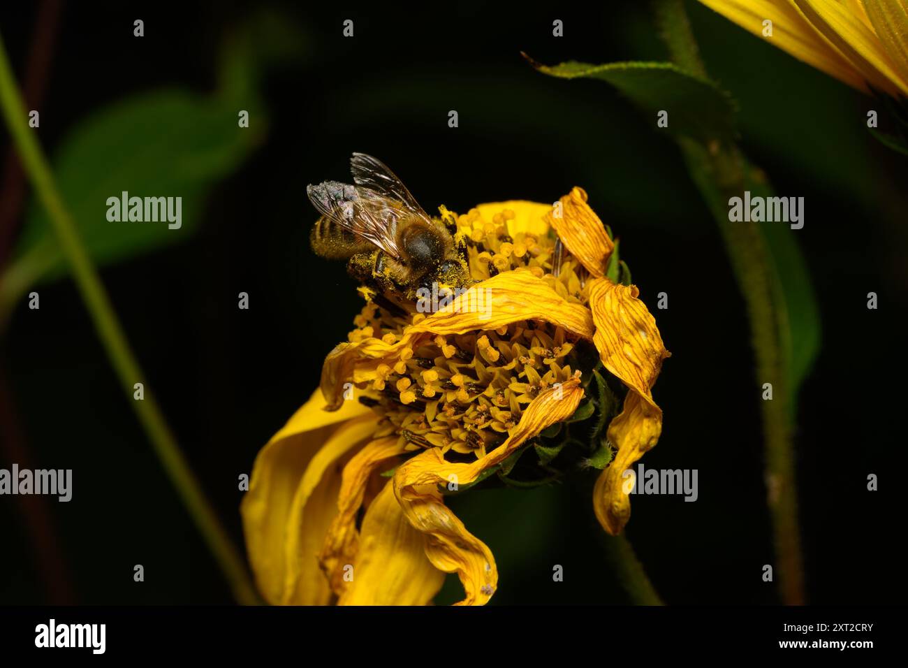 Abeille à miel recueillant le pollen d'un Helianthus Banque D'Images