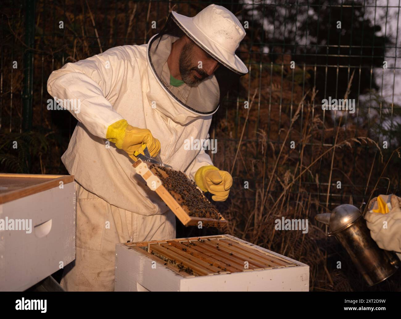 Apiculteur ouvrant un cadre de ruche dans une ferme d'abeilles Banque D'Images