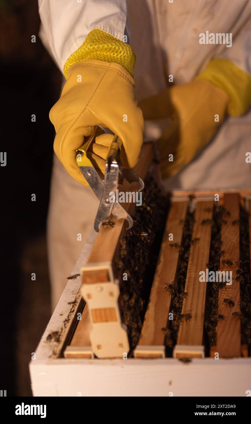 Gros plan d'un apiculteur enlevant un cadre de ruche dans une ferme apicole Banque D'Images