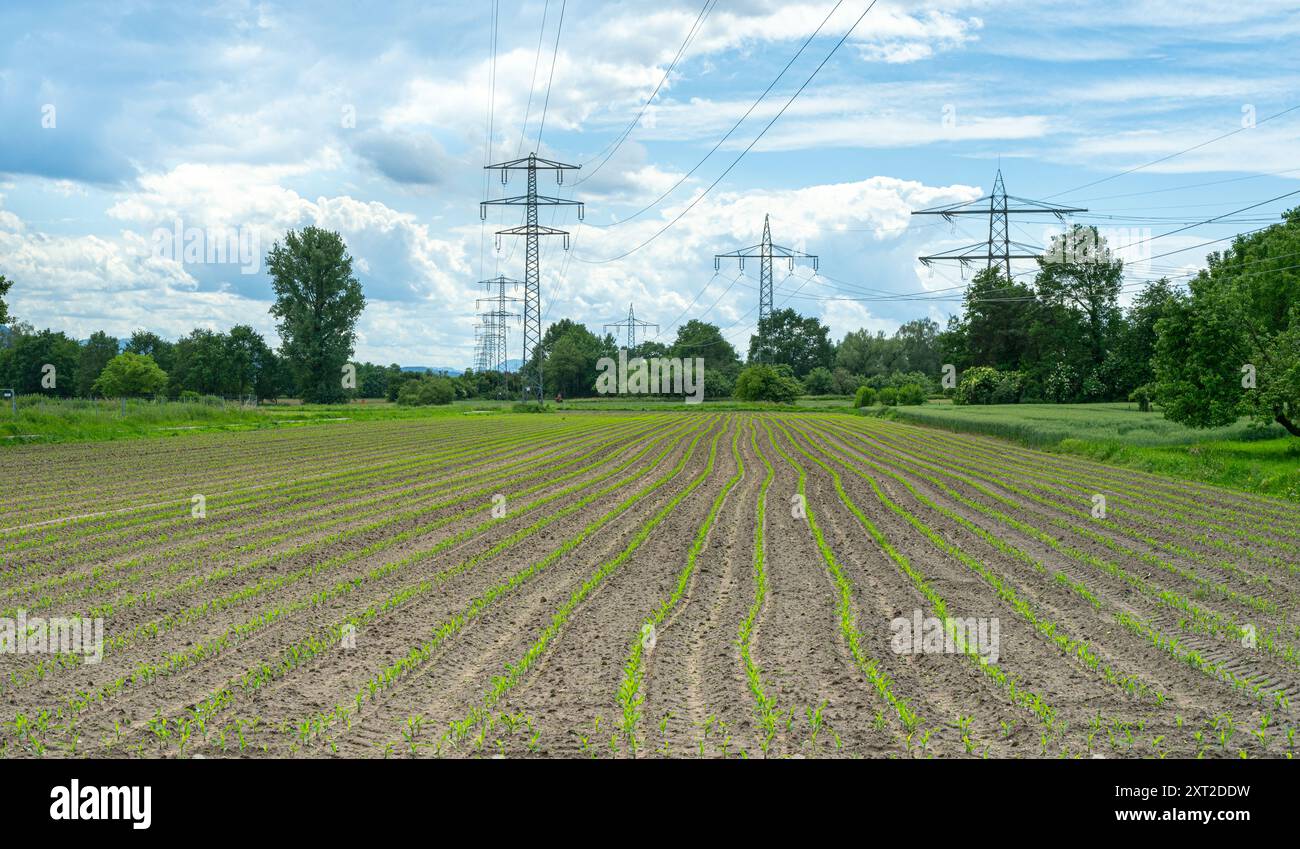 Jeunes plants de maïs sur le terrain. Baden Wuerttemberg, Allemagne, Europe Banque D'Images