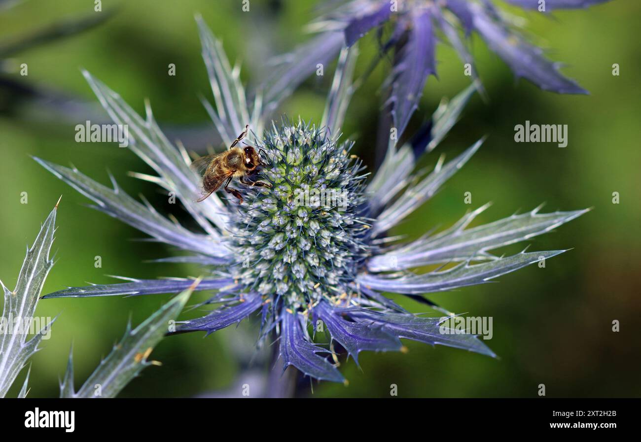 Eryngium X zabelii Jos Eijking (houx de mer) : les abeilles adorent le cône droit bleu électrique de fleurs minuscules riches en nectar et pollen et feuilles épaisses. Macro Banque D'Images