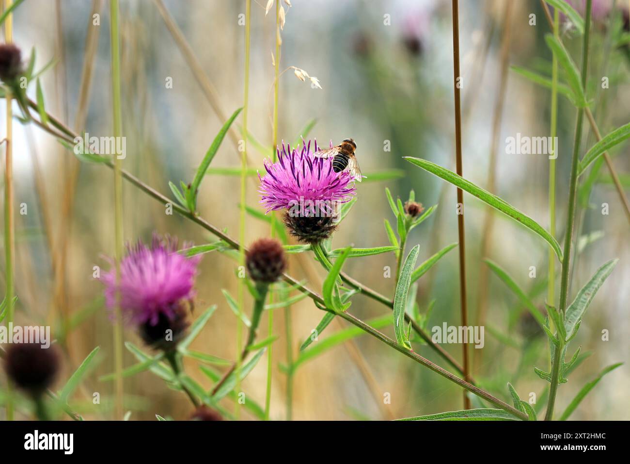 Une abeille perchée sur la tête de fleur serrée, ressemblant à du chardon, d'une épie commune (Centaurea nigra). Prairie de fleurs sauvages. Angleterre, juillet Banque D'Images