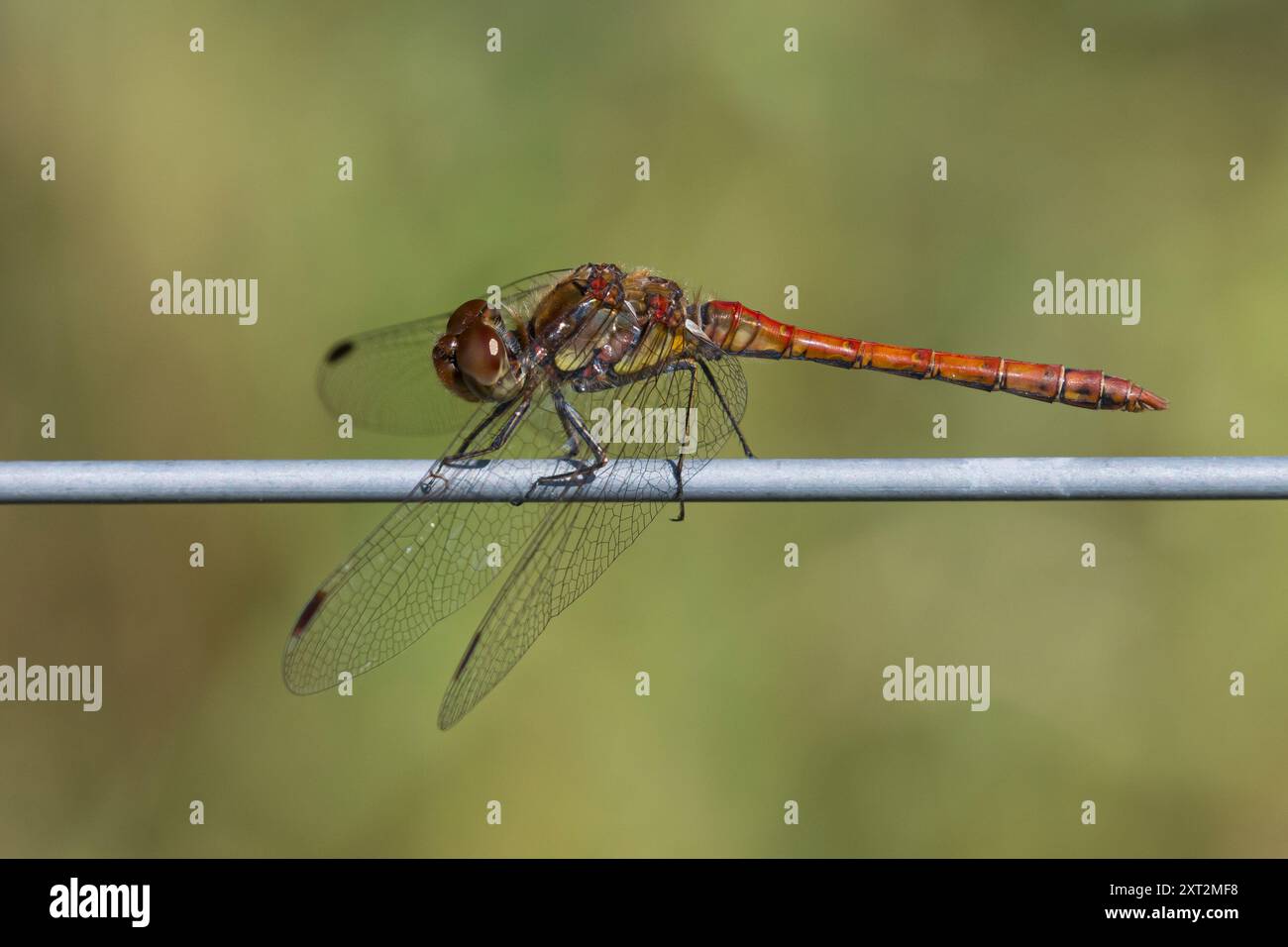 Große Heidelibelle, grosse Heidelibelle, Heidelibelle, Männchen, Sympetrum striolatum, Darter commun, homme, le Sympétrum strié Banque D'Images