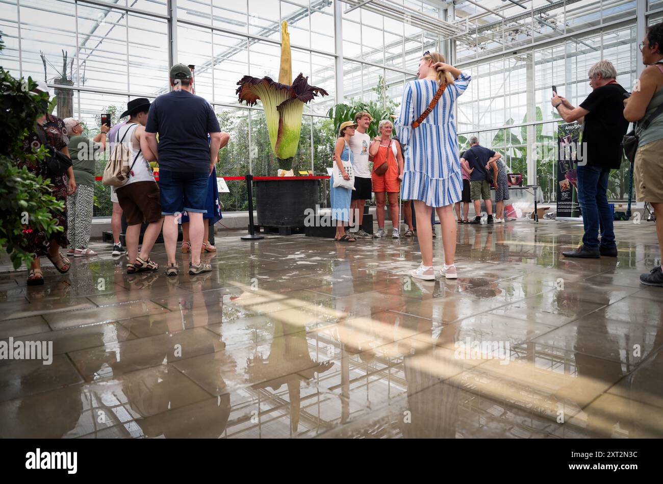 Meise, Belgique. 13 août 2024. Une plante d'arum géante photographiée lors d'une visite des serres du Plantentuin Meise (jardin botanique de Meise - jardin Botaniquede Meise) à Meise, mardi 13 août 2024. Un nouvel arum géant (reuzenaronskelk - arum titan - Amorphophallus titanum) a commencé à fleurir au jardin botanique de Meise tard lundi soir. La plante ne mesure pas moins de 3 mètres et 21 centimètres de haut, ce qui en fait le plus grand arum géant au monde. Les arums géants sont connus pour leur odeur typique de chair pourrie. Crédit : Belga News Agency/Alamy Live News Banque D'Images