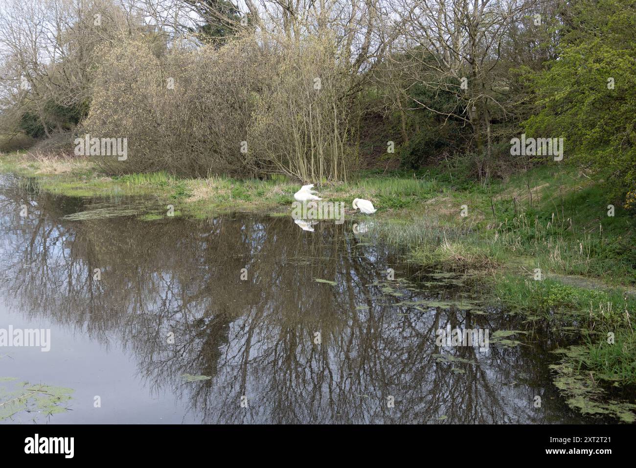 Section désaffectée du canal Lancaster près de Burton dans le Kendal Westmorland et Furness anciennement Cumbria England Banque D'Images