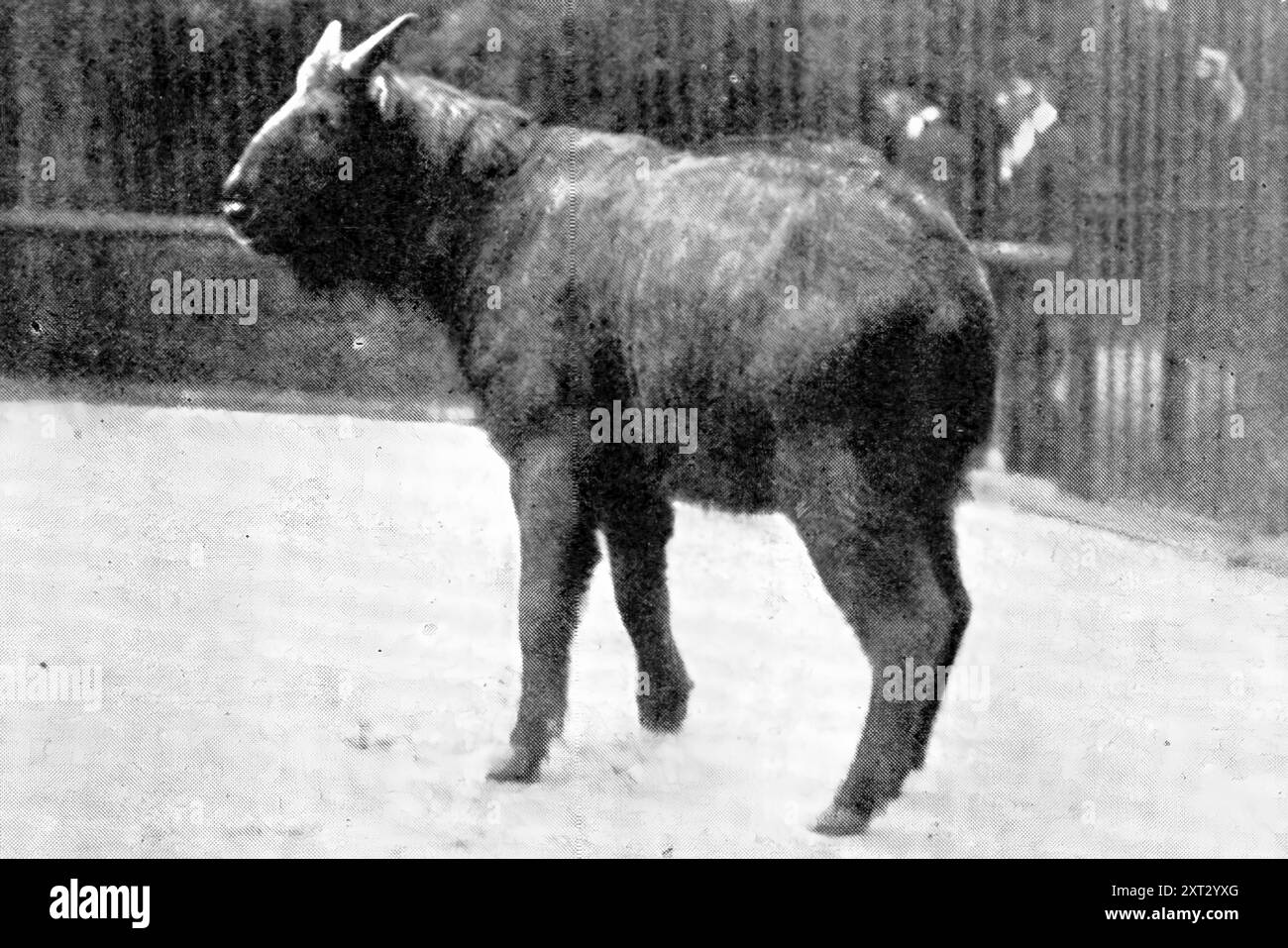 Le ruminant le plus rare : le takin, maintenant au "Zoo", 1909. 'Le [Londres] "Zoo" vient de recevoir et de mettre en exposition ce beau jeune takin. A côté de l'okapi, le takin est le plus rare et le moins connu des ruminants. Il vient quelque part entre les chèvres et les antilopes, et est probablement presque allié au serow. Il est originaire des hauts plateaux du Tibet. Ce spécimen est le seul à avoir atteint Londres vivant. Tiré de "Illustrated London News", 1909. Banque D'Images