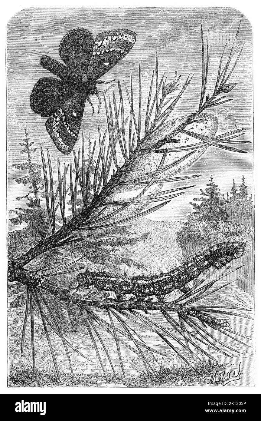 Le Pine Bombyx, de "L'Univers", 1870. Un très beau volume est publié par MM. Blackie et son, de Paternoster-Row et de Glasgow et Édimbourg, intitulé "The Universe ; or, the Infinely Great and the Infinely Little"... [une] traduction anglaise de l'excellent travail français... par Dr F. A. Pouchet... les mérites littéraires et scientifiques du livre, qui a été hautement salué par M. Amedee Guillemin, par les journalistes critiques français, et par M. Octave Lacroix..., constituent sa principale valeur...une des illustrations...représente la larve, les cocons, et b. Banque D'Images