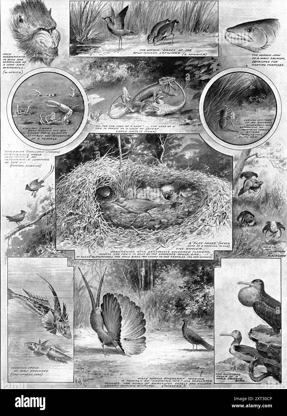 Comedies of Courtship : illustrer un aspect de l'œuvre de Darwin, 1909. 'Animaux qui serait Un - Wooing Go : leurs curieux "méthodes quand l'amour-faire. Le grand rassemblement d'hommes de science de toutes les parties du monde, que l'Université de Cambridge convoqua pour faire honneur à son fils le plus distingué, Charles Darwin, tendait naturellement à réveiller l'intérêt public pour son grand travail. Une grande partie de cela concerne des questions abstruses en dehors de l'expérience de la plupart des gens, mais une grande partie de cela touchait des thèmes qui nous intéressent tous. Et pas le moindre de ces problèmes concerne la coloration des animaux. Banque D'Images
