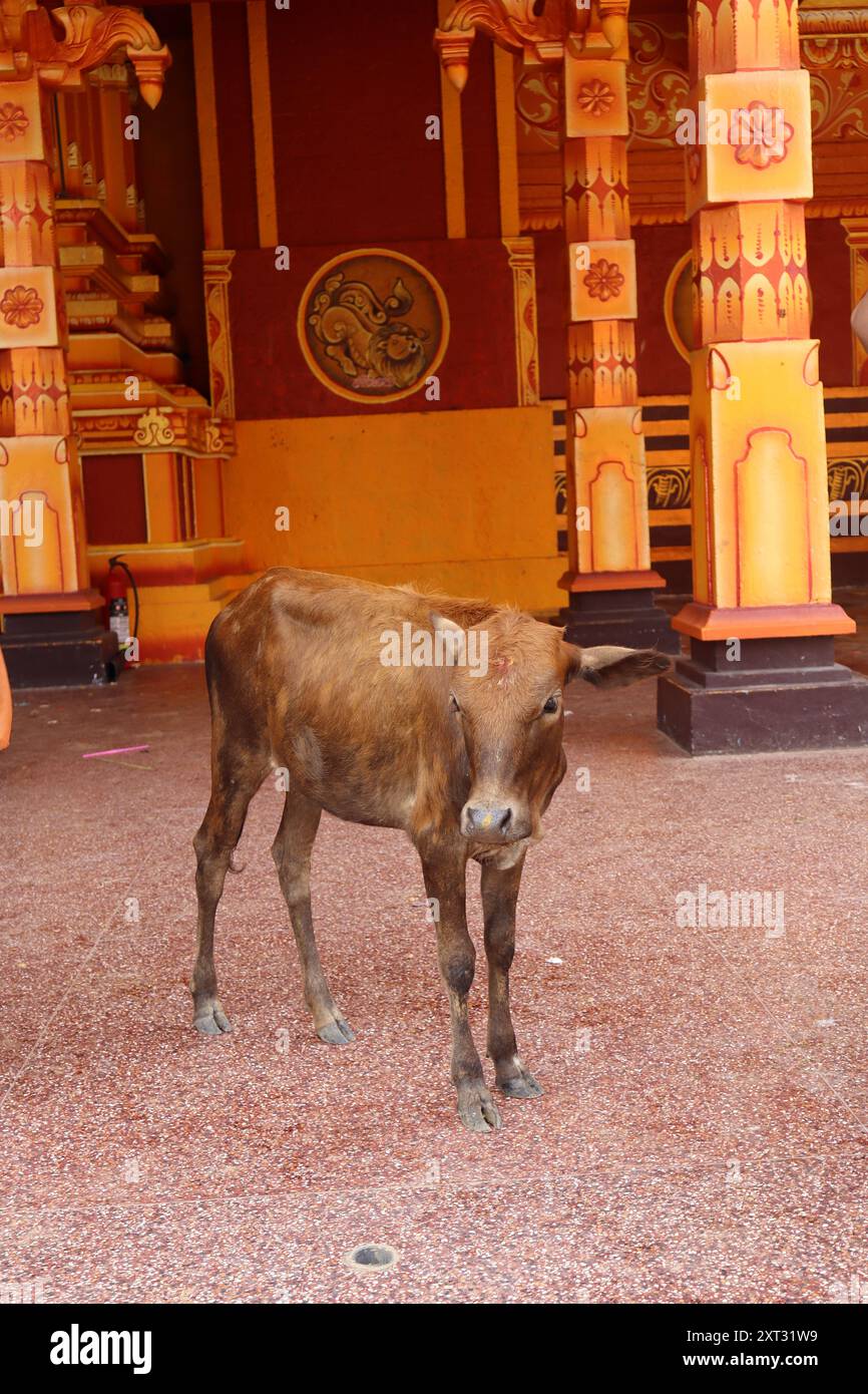 Vache dans un temple Banque D'Images
