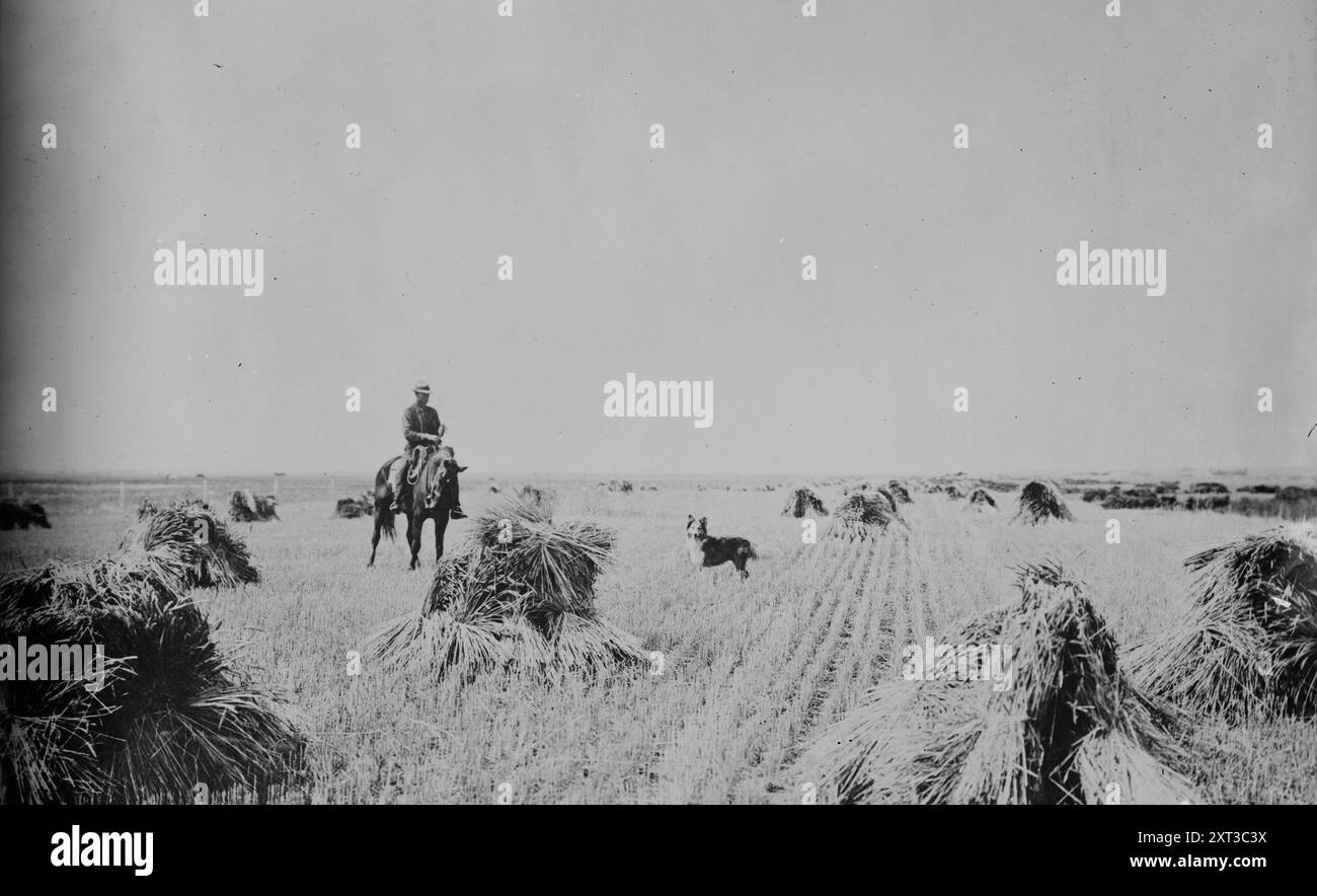 Réserve de Fort Peck --- champ d'avoine de 200 acres, entre c1915 et c1920. Montre un champ d'avoine avec un homme sur un cheval, dans la réserve indienne de Fort Peck, Montana qui abritait les tribus Assiniboine et Sioux. Banque D'Images