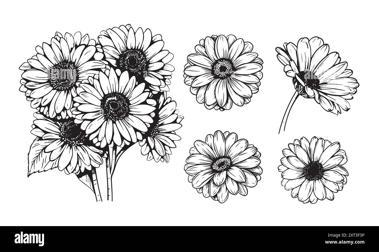 Gerbera, fleur dessinée à la main Barberton Marguerite, fleur, Gerbera Transvaal Marguerite Illustration de Vecteur