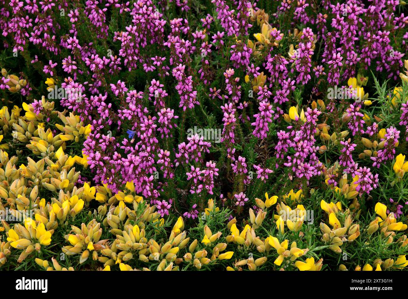 Un affichage luxuriant de bruyères violettes vives et de fleurs gorses jaune vif couvrant un paysage naturel dense, mettant en valeur la beauté de la floraison printanière sauvage Banque D'Images