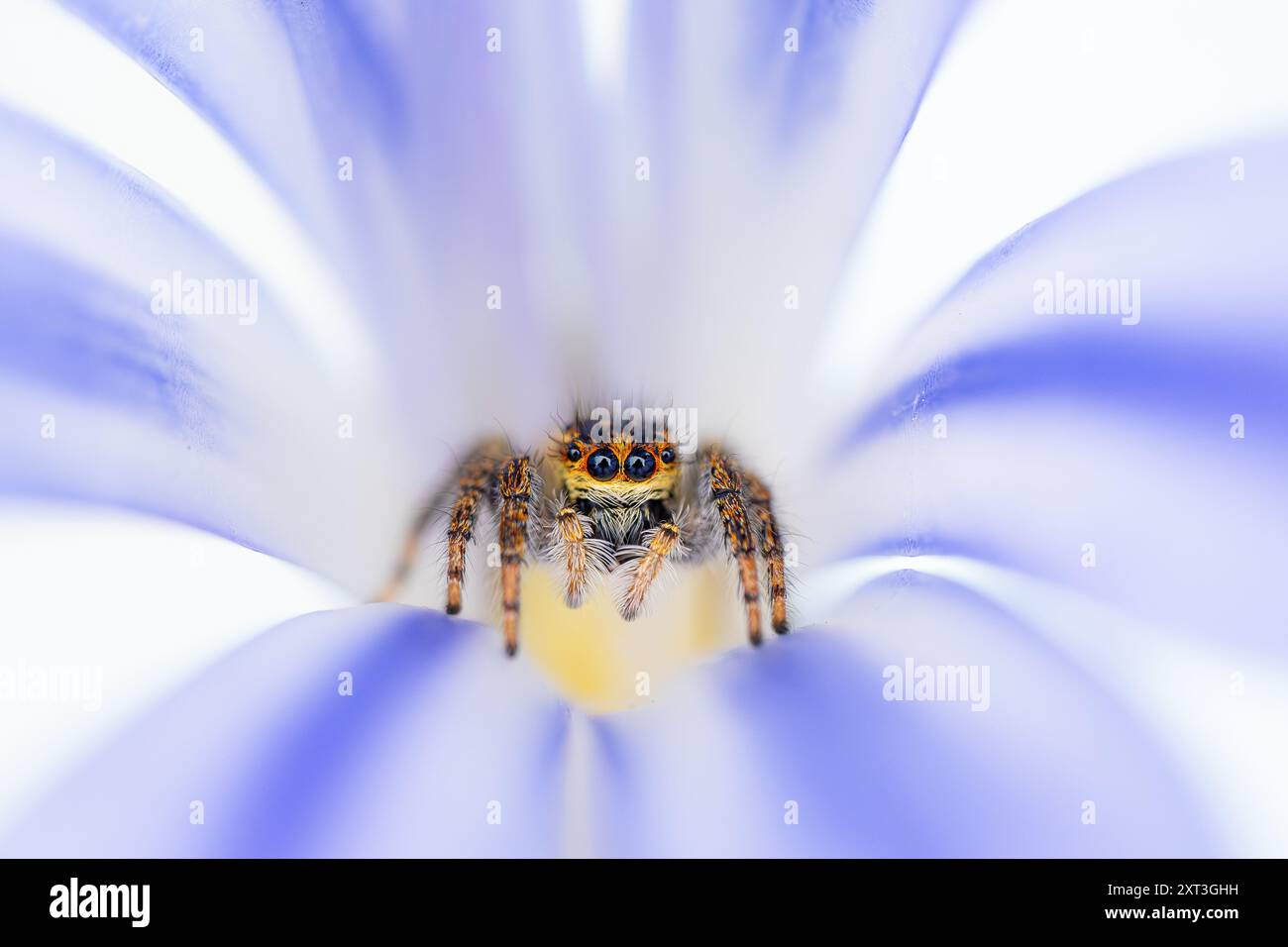 Une représentation vivante d'une araignée sautante centrée au milieu des plis doux d'une fleur violette pâle Banque D'Images