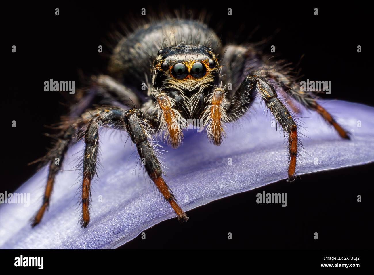 Une macro-photographie en gros plan capturant les détails complexes des yeux et de la fourrure d'une araignée sautant, perchée délicatement sur un pétale violet Banque D'Images