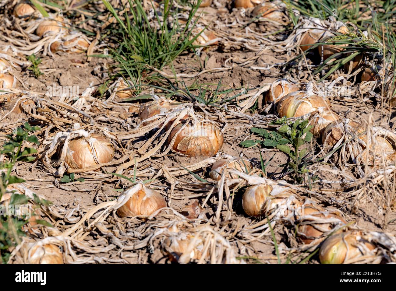 Oignons matures séchant au soleil dans un champ agricole de Castilla la la Mancha, mettant en valeur les pratiques agricoles traditionnelles. Banque D'Images