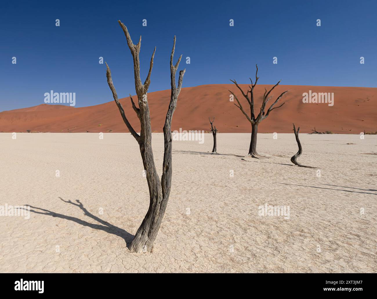 Les arbres pétrifiés se dressent sur fond de dunes de sable orange profondes sous un ciel bleu clair à Deadvlei en Namibie, en Afrique. Banque D'Images