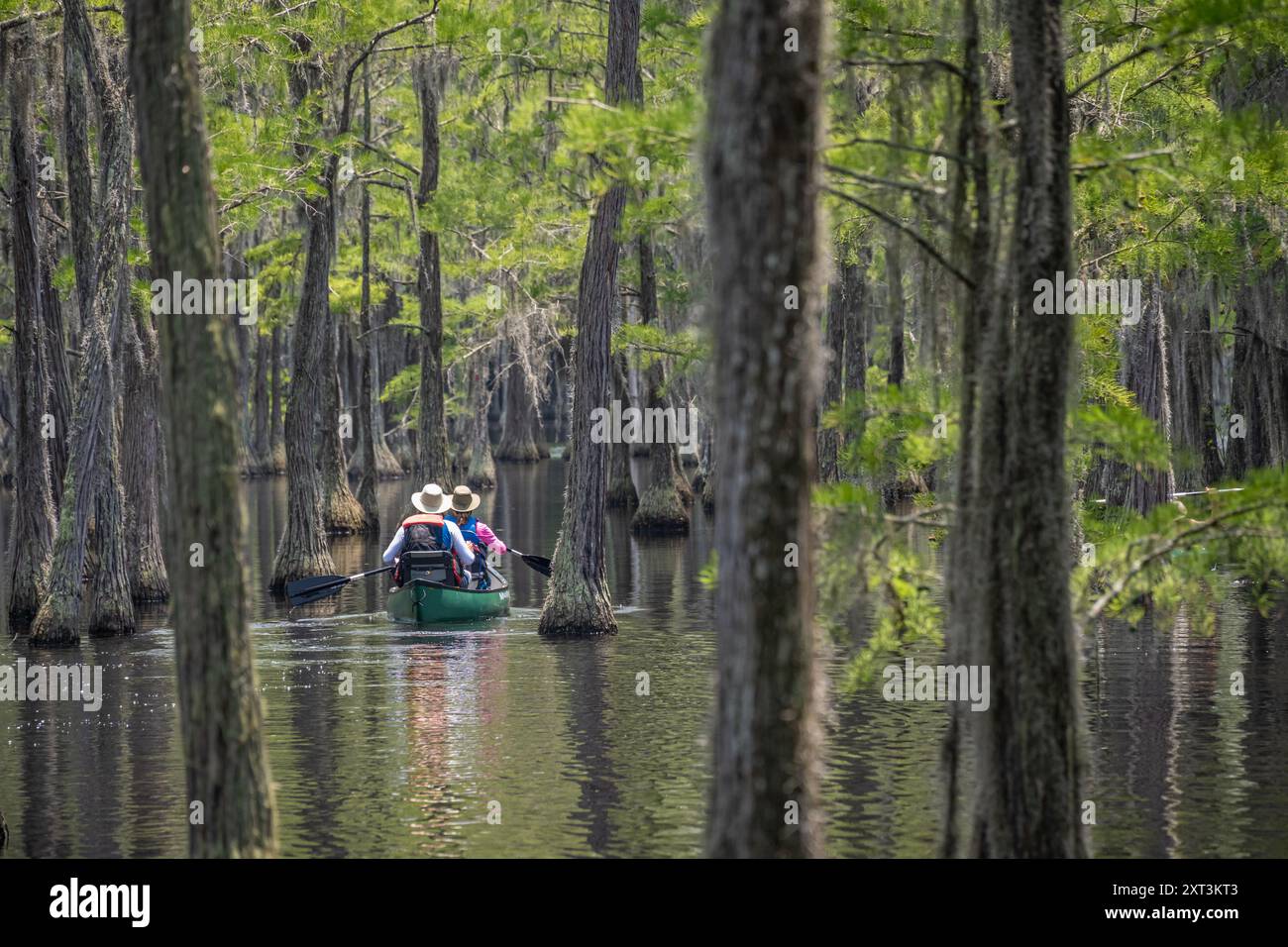 Couple canoë parmi les Cypress Trees au parc d'État George L. Smith à Twin City, Géorgie. (ÉTATS-UNIS) Banque D'Images