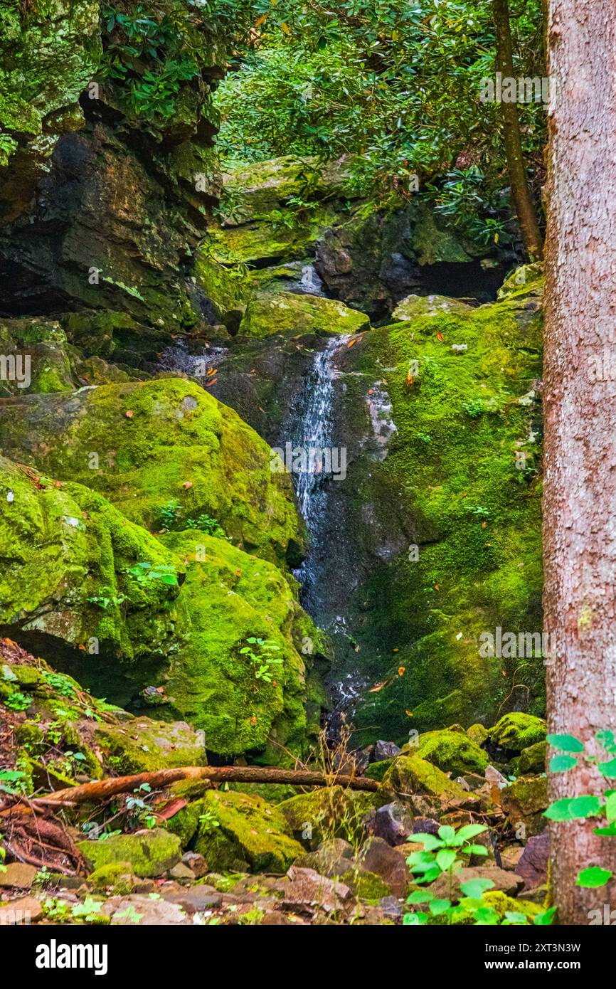 Ricker Falls à faible débit glissant vers le bas des roches couvertes de mousse dans le comté de Greene Tennessee. Banque D'Images