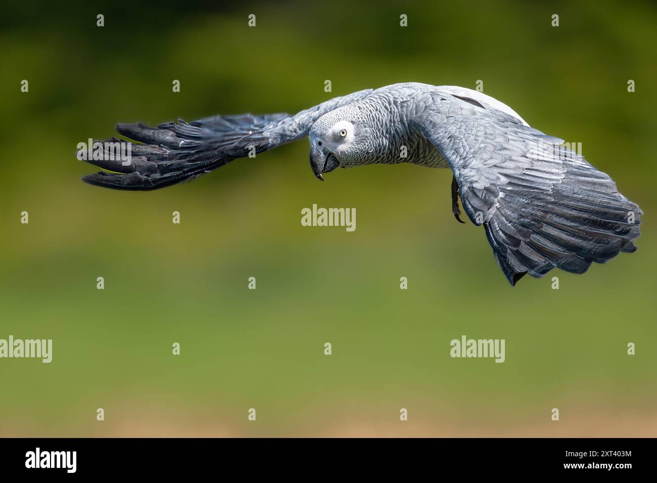 Perroquet gris (Psittacus erithacus) en vol Banque D'Images