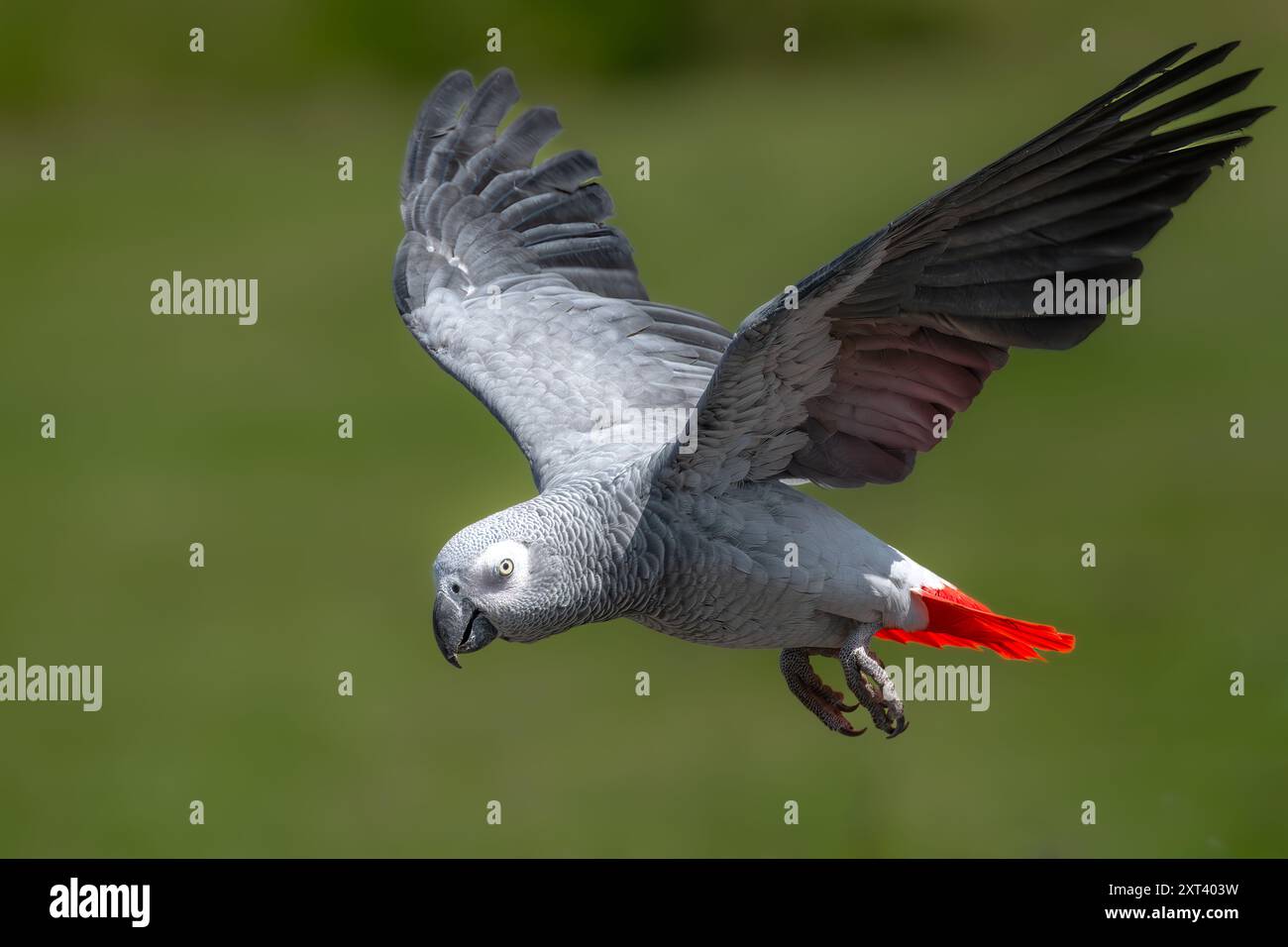 Perroquet gris (Psittacus erithacus) en vol Banque D'Images