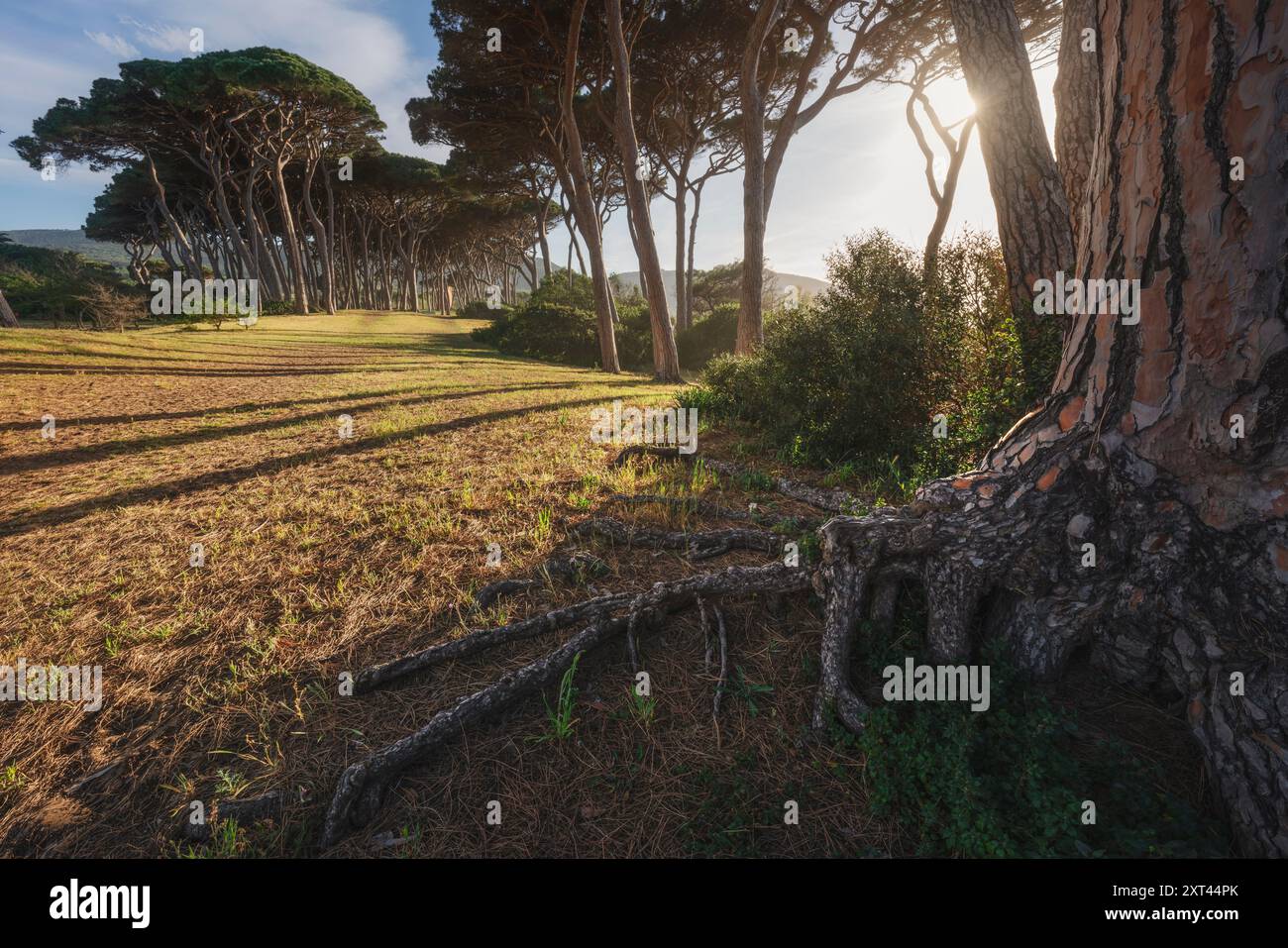 Pins et une racine de pin au premier plan au coucher du soleil en Maremme. Plage de Baratti, Piombino, Toscane, Italie Banque D'Images