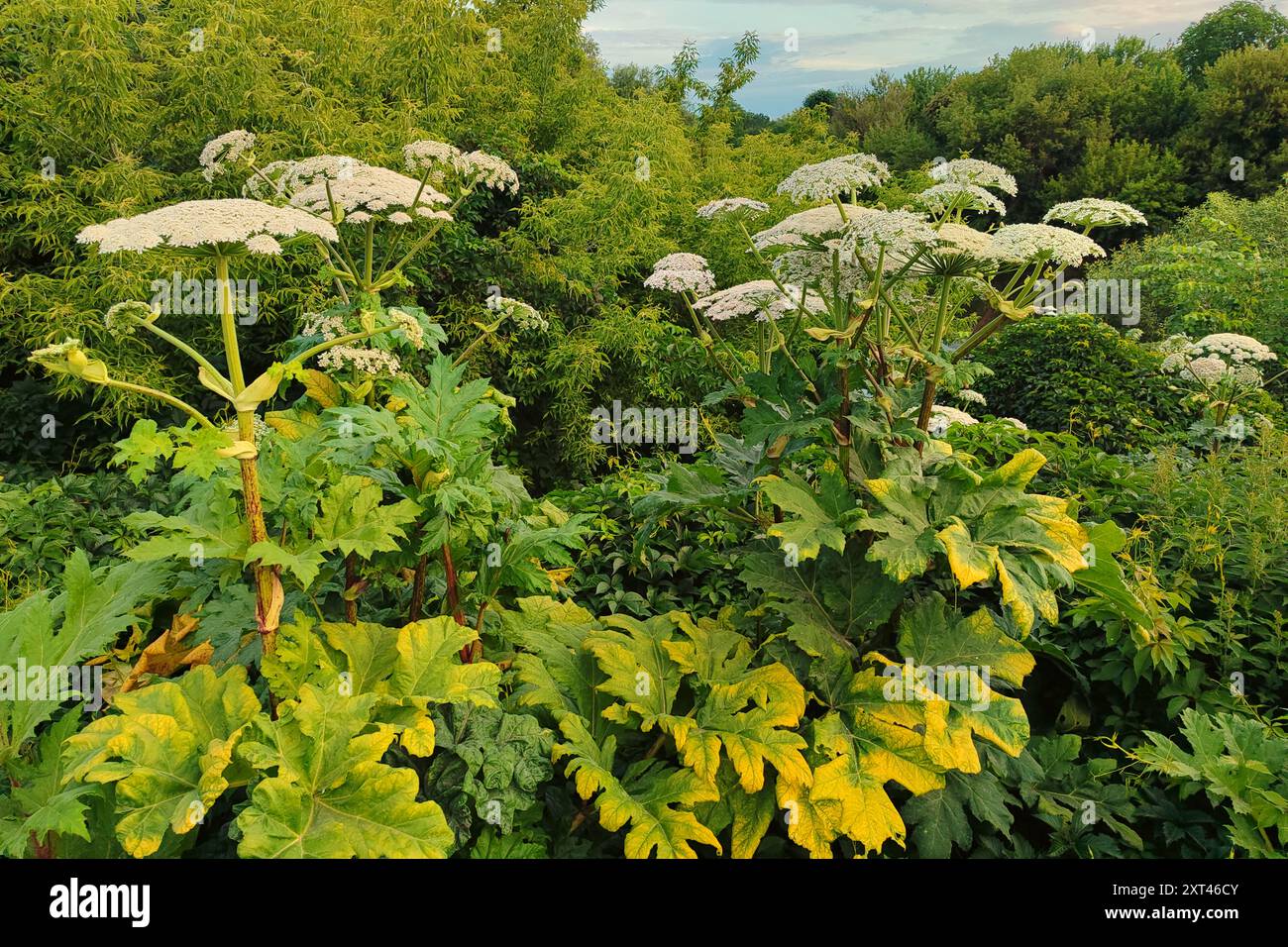 Le hougweed est une plante toxique qui se répand activement sur le sol. Plante de mauvaises herbes Umbellate Cow Parsnip floraison sur un champ un jour d'été. Maturation de Banque D'Images