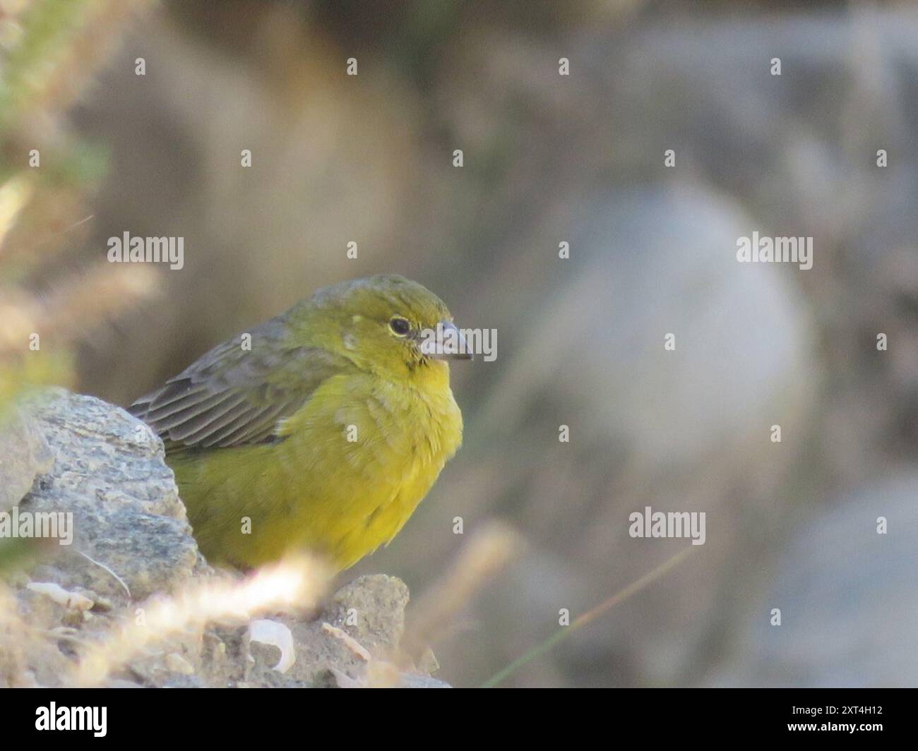 Finish jaune (Sicalis olivascens) Aves Banque D'Images