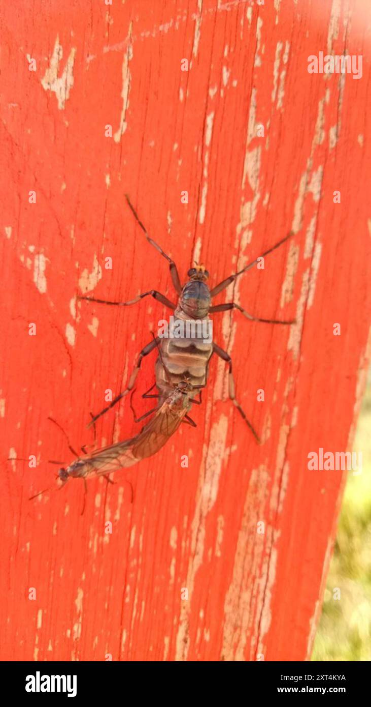 Insecte australien de la mouche du soldat sans ailes (Boreoides subulatus) Banque D'Images