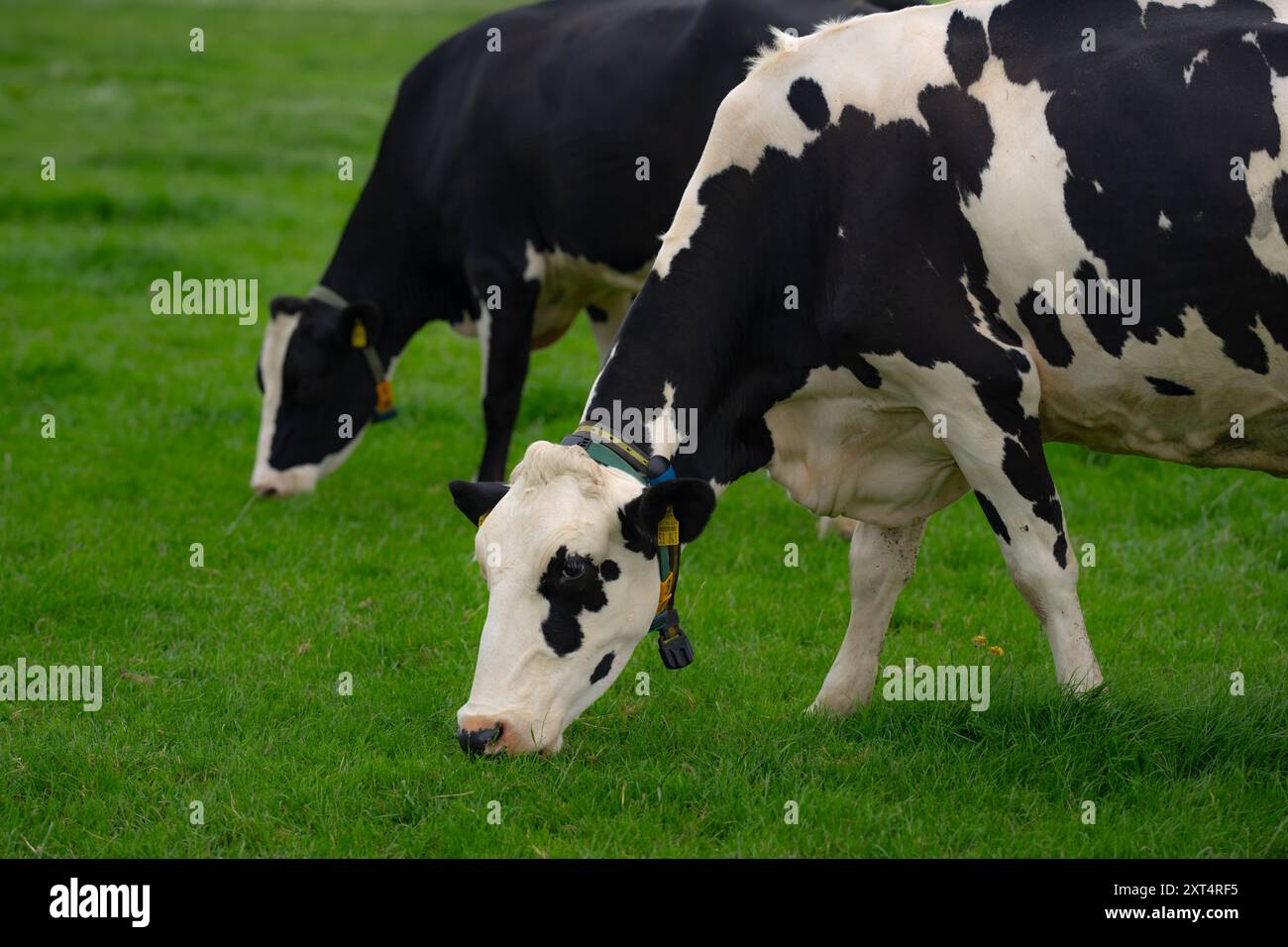 Troupeau de vaches Holstein. Pâturage du troupeau de vaches à la ferme. Troupeau de vaches laitières dans le pré. Élevage de vaches. Vaches noires et blanches sur prairie verte. Banque D'Images
