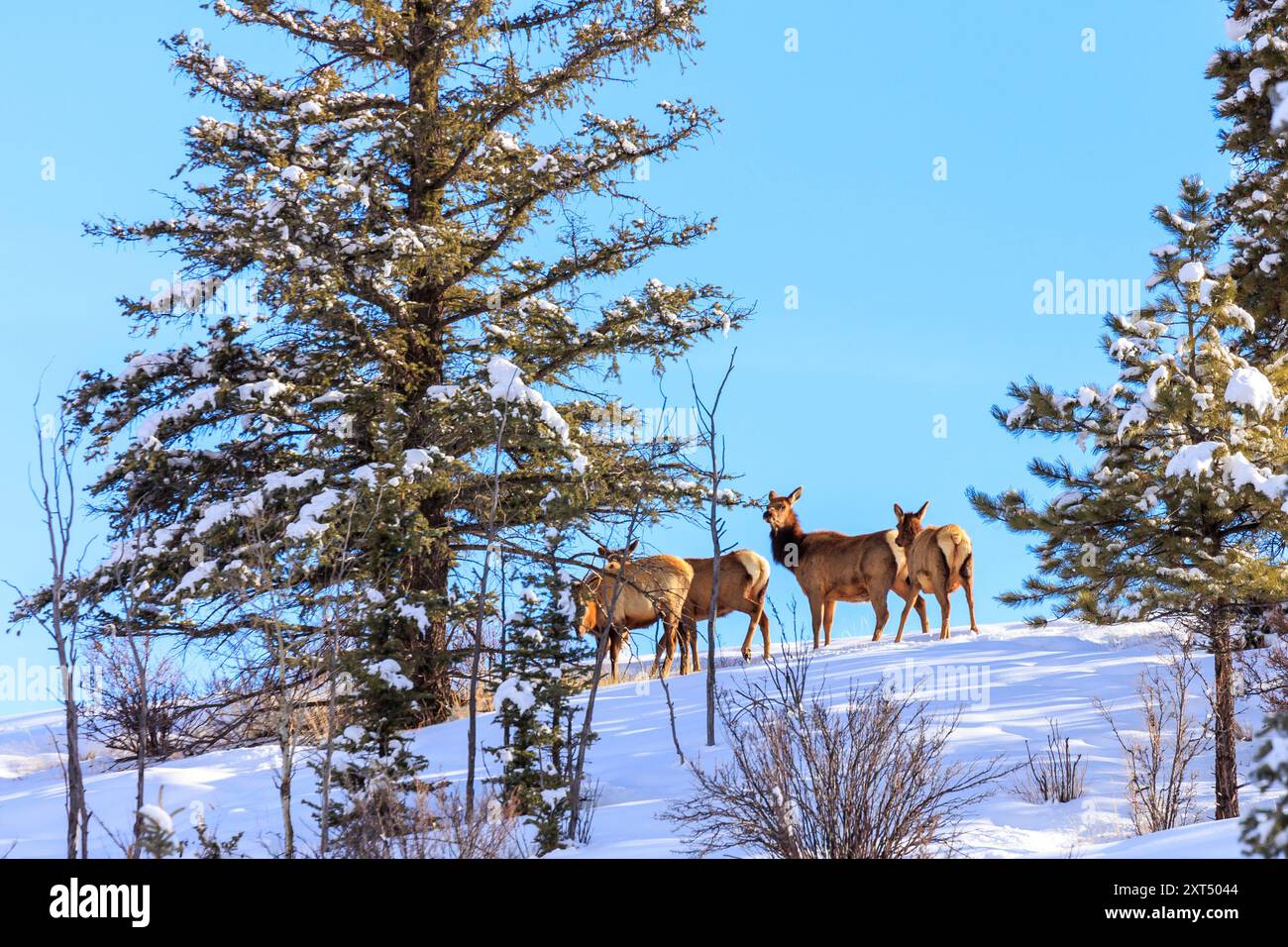 Élan des montagnes Rocheuses (Cervus canadensis nelsoni) dans le Colorado en hiver Banque D'Images