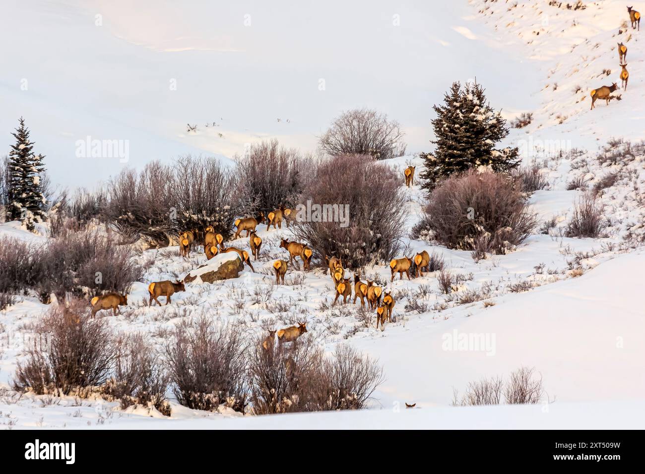 Élan des montagnes Rocheuses (Cervus canadensis nelsoni) dans le Colorado en hiver Banque D'Images