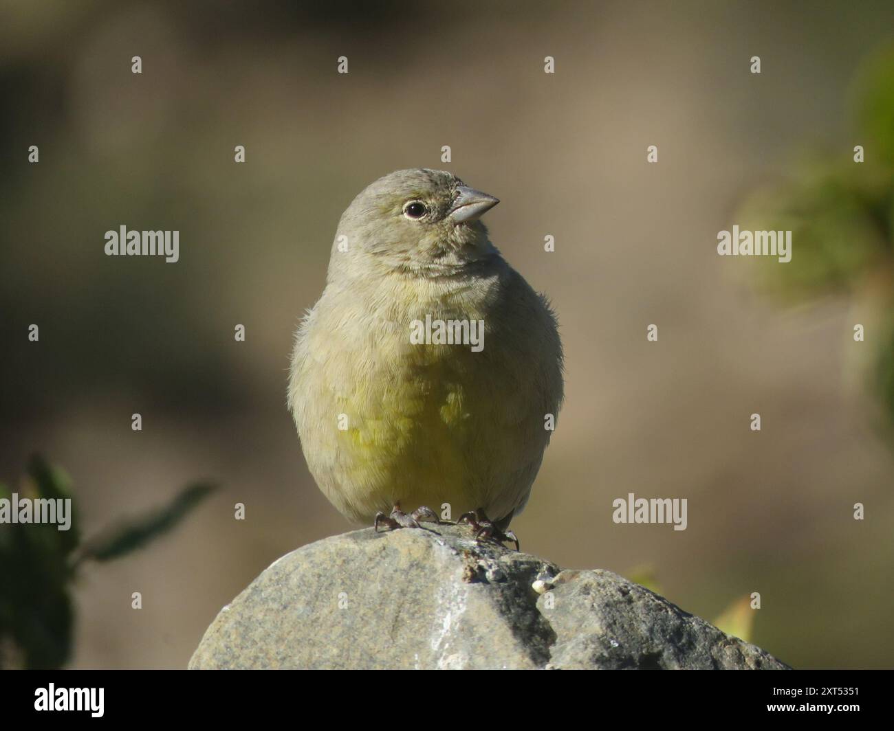 Finish jaune (Sicalis olivascens) Aves Banque D'Images