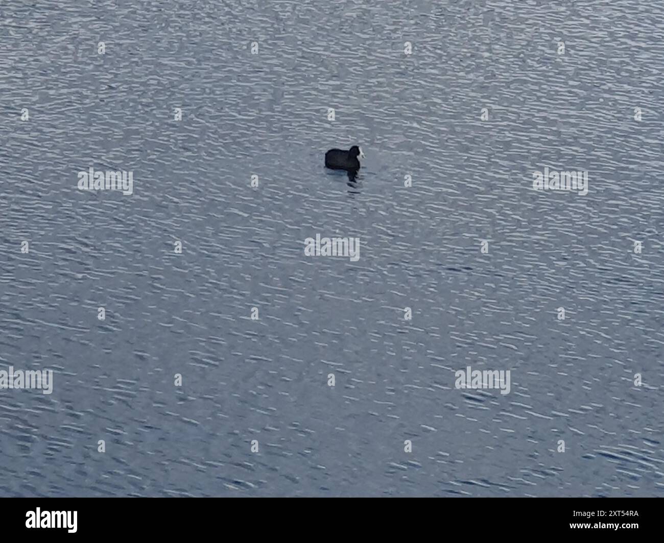 Australasian Coot (Fulica atra australis) Aves Banque D'Images