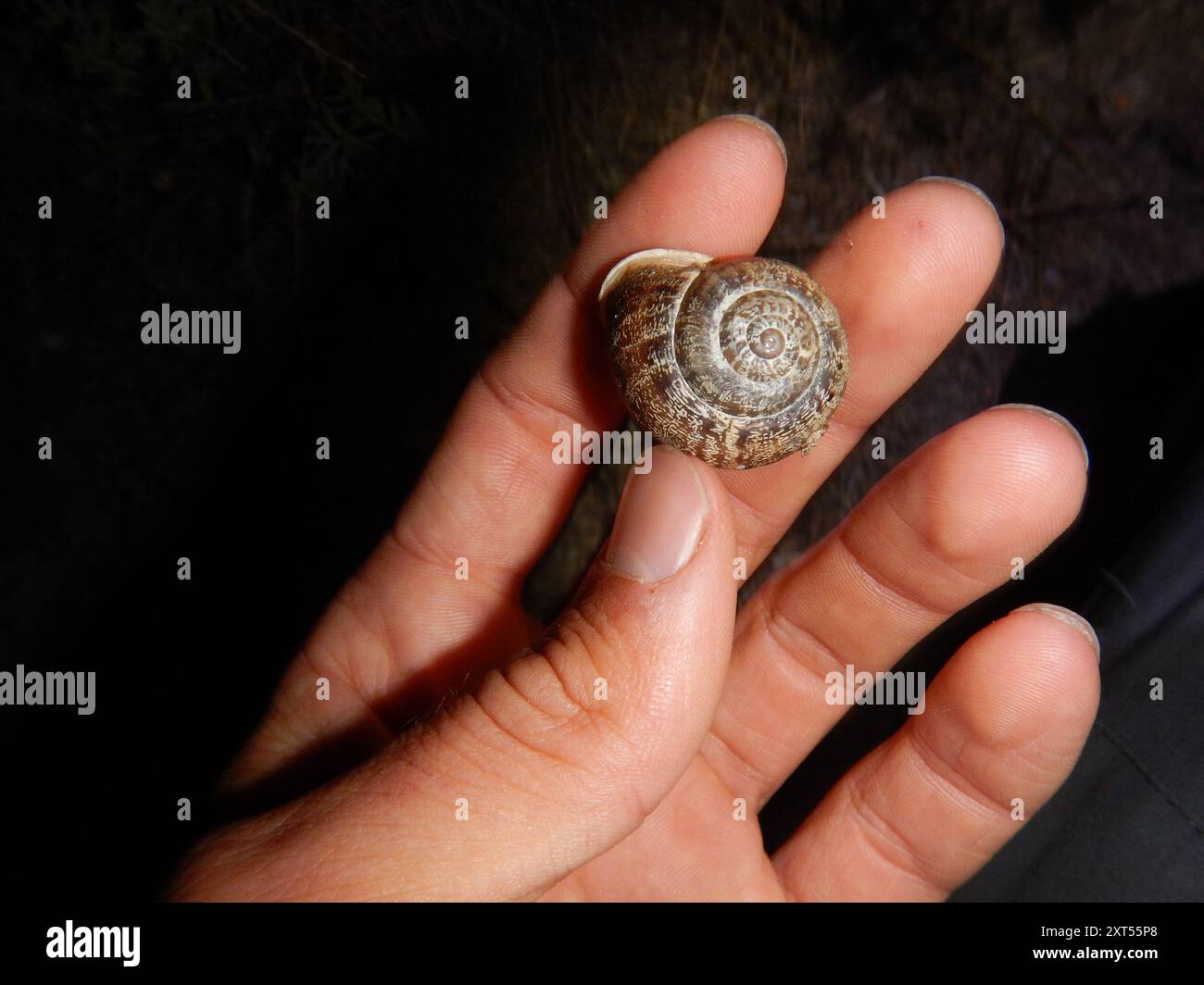 Bande de chocolat escargot (Eobania vermiculata) Mollusca Banque D'Images