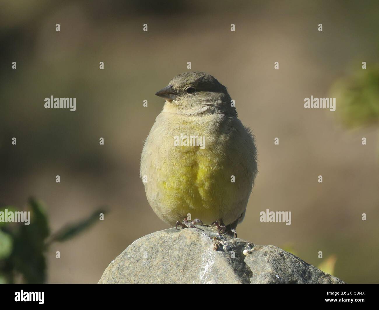 Finish jaune (Sicalis olivascens) Aves Banque D'Images