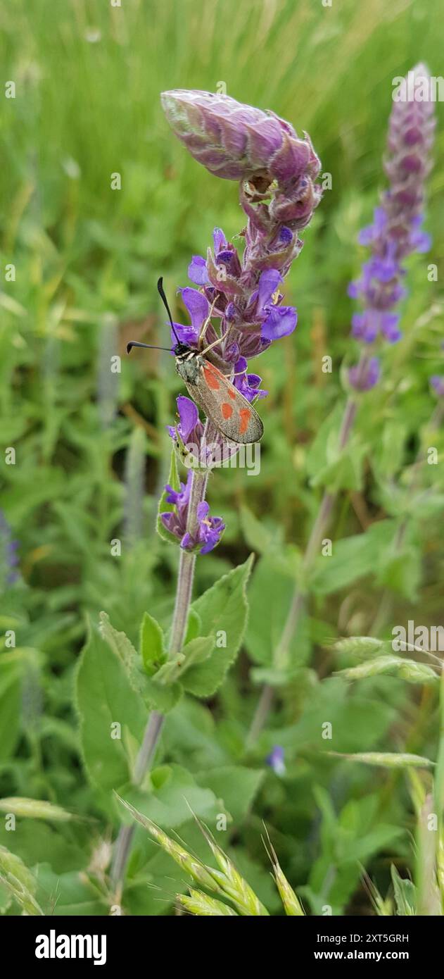 Scotch Burnet mince (Zygaena loti) Insecta Banque D'Images