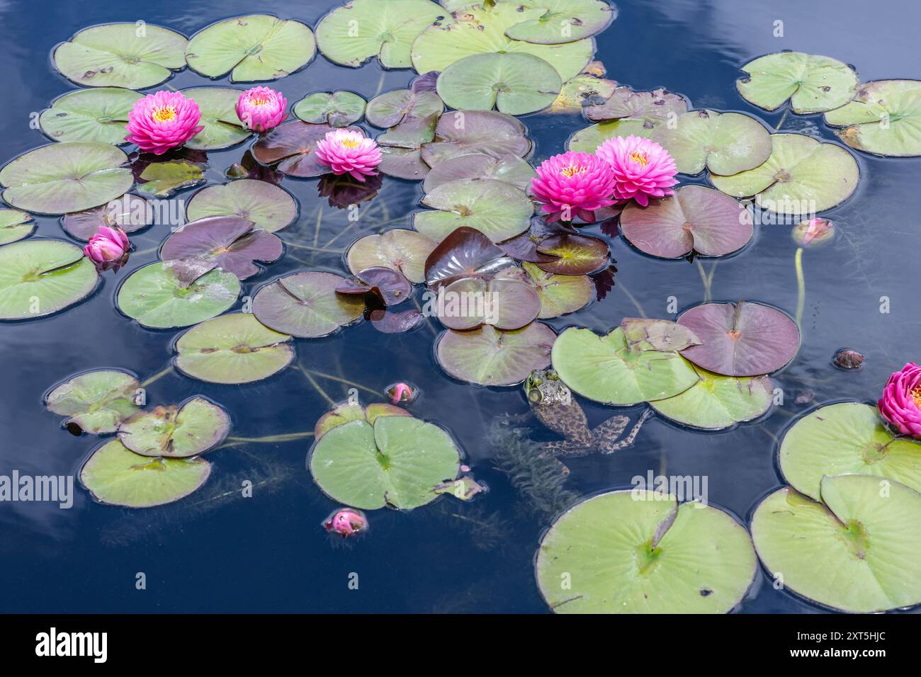 Grenouille partiellement submergée parmi les nénuphars et les nénuphars roses au jardin botanique d'Atlanta à Atlanta, en Géorgie. (ÉTATS-UNIS) Banque D'Images