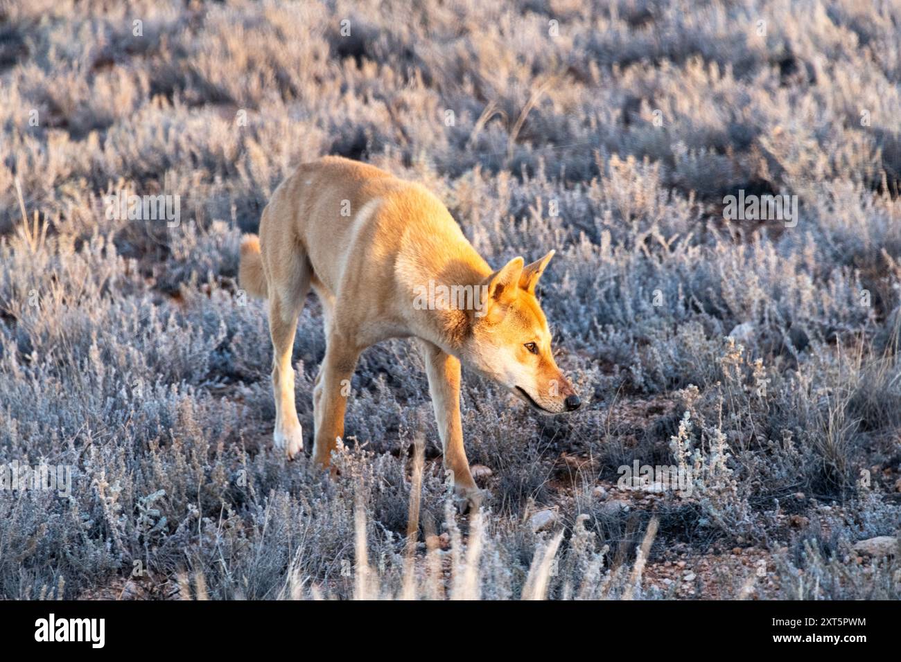 Dingo, le chien sauvage d'Australie, dans l'outback d'Australie méridionale. Banque D'Images