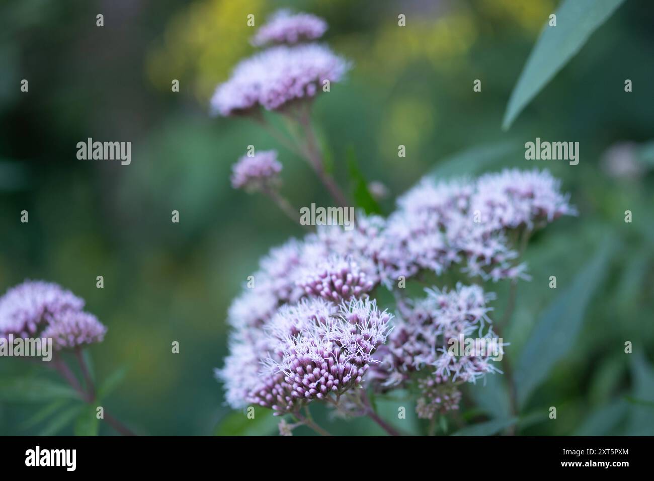 Gemeiner Wasserdost à Zweifall am 11. Août 2024. ALLEMAGNE - AIX-LA-CHAPELLE - HERBES Banque D'Images
